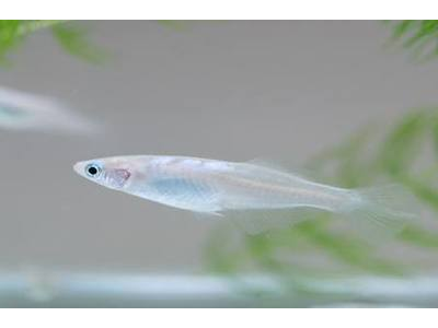 观背青鳉鱼水质测试：如何检测水质参数