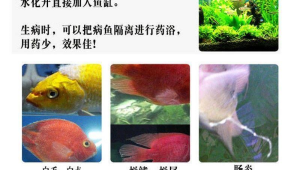 观背青鳉常见疾病:肠炎与水霉病识别图谱