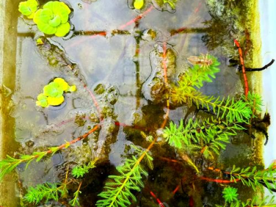 观背青鳉鱼繁殖箱水质：孵化期水质管理