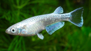 低成本饲养观背青鳉方案:无过滤设备照样养好