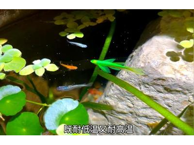 新手必看：观背青鳉鱼的水质调控技巧