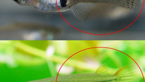 户外养殖单色系青鳉的防雨与防害措施