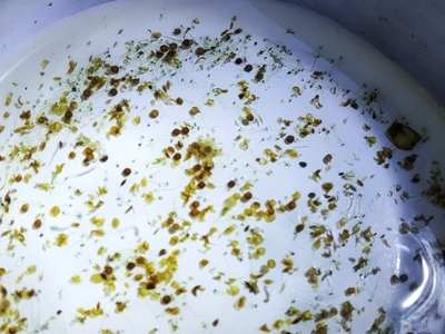 鱼卵孵化温度控制:10-15天出苗关键参数