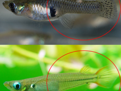 观背青鳉鱼混养比例技巧：不同鱼种的数量搭配