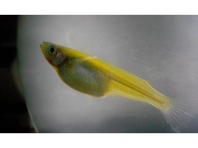 观背青鳉鱼饲料制作：DIY营养鱼食配方