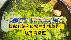 单色系观背青鳉的裸缸饲养方案