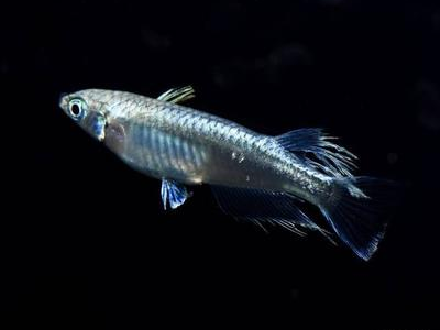 观背青鳉鱼温度控制：适宜水温范围及调整方法