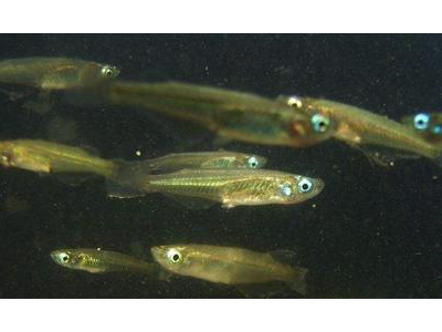 观背青鳉鱼运输技巧：安全运送活鱼