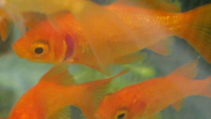 单色系青鳉寄生虫的识别与处理