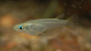 青鳉鱼行为观察:群游模式与领地意识