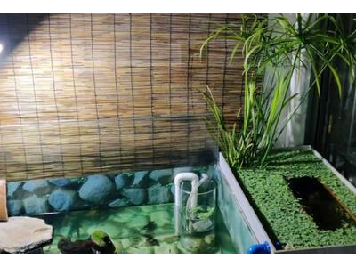 观背青鳉鱼缸清洁频率：定期维护的重要性