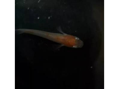 观背青鳉鱼品种识别：不同品种的特征差异