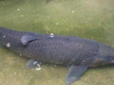 观背青鳉鱼喂食量控制技巧：避免过度喂食