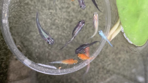 观背青鳉多久换一次水?