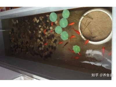 观背青鳉鱼缸过滤材料：选择合适的过滤介质