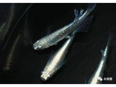 观背青鳉鱼品种杂交技巧：培育新品种的尝试