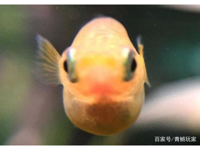 观背青鳉鱼品种鉴赏：常见品种特点介绍