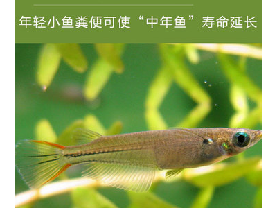 观背青鳉鱼疾病预防：常见病及应对措施