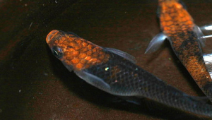 大蛇青鳉:神秘黑色的养殖与发色技巧