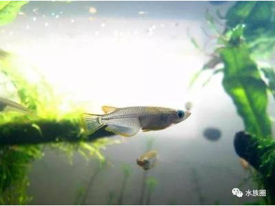 观背青鳉鱼成长记录：不同阶段的饲养要点