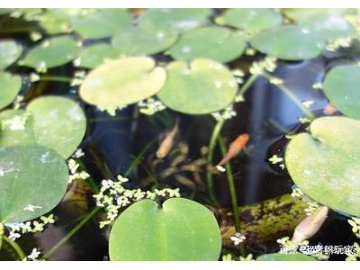 俯视缸布置方案：提升观背青鳉观赏价值