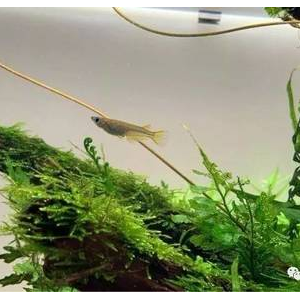 观背青鳉怎么提纯和培育新品种