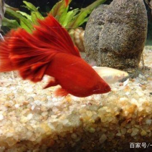 热带观赏鱼最佳水温