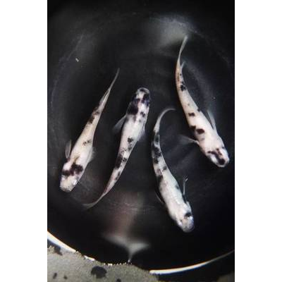 品种杂交篇 观背青鳉品种杂交尝试,创造新表现