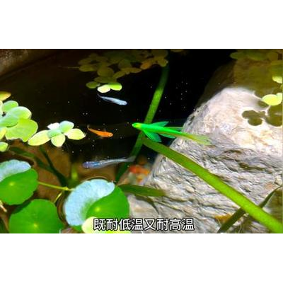 长期饲养篇 延长观背青鳉寿命,饲养得当可达5年以上