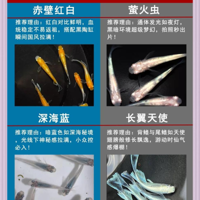 新手必备:观背青鳉饲养入门基础知识