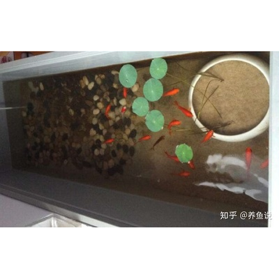 饲养设备篇 养观背青鳉需要哪些设备?过滤器是否必要