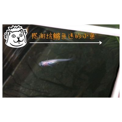 新手常见误区篇 养观背青鳉避开这些坑,新手必看