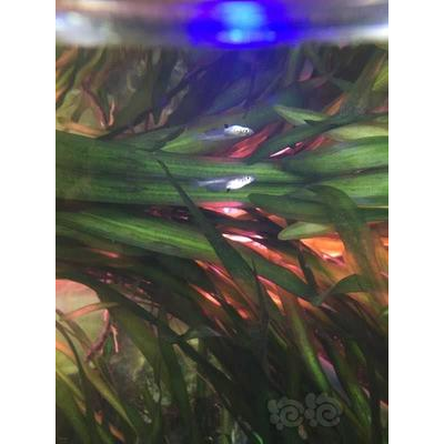 发色欣赏篇 如何让观背青鳉发色更好？光照饲料是关键