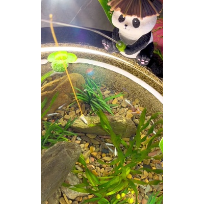 群游效果篇 观背青鳉群游魅力，打造壮观群游景象