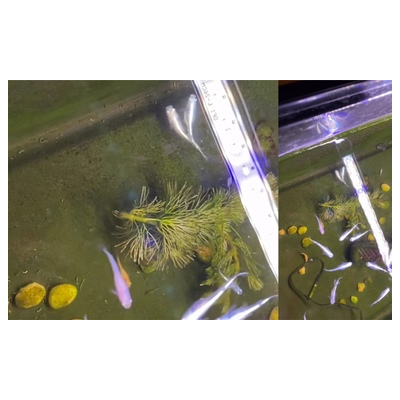 动态观赏篇 观察观背青鳉日常活动,感受生命的活力