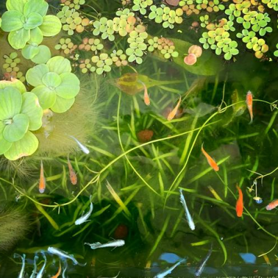 经验总结:资深玩家观背青鳉饲养心得